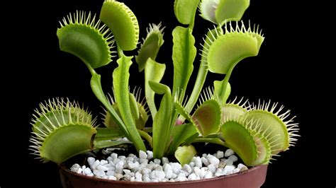 Why You Should Add Carnivorous Plants to Your Collection ...