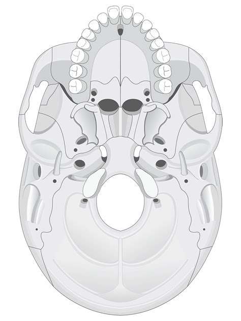 Human Skull Anatomy Inferior View (Illustrations) – Human Bio Media