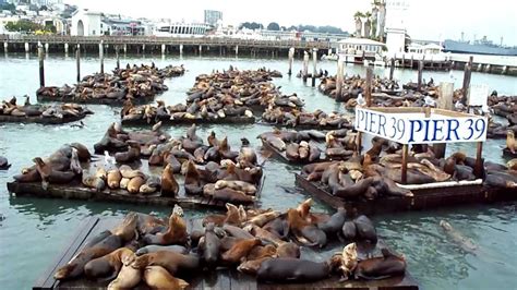 Noisy Sea Lions at Pier 39 San Francisco USA - YouTube