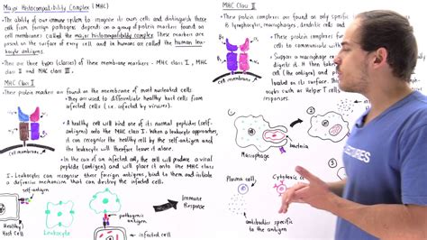 Major Histocompatibility Complex (MHC Class I and II) - YouTube