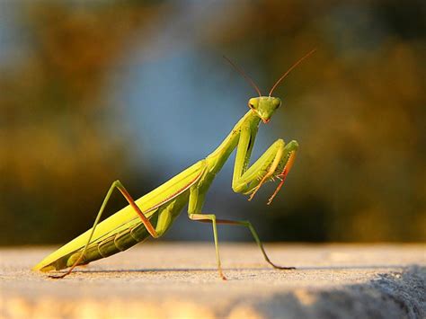 Attracting Praying Mantis - Using Praying Mantids For Pest Control In ...