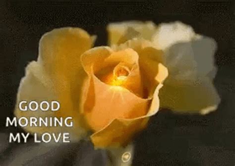 Romantic Good Morning My Love Sparkling Yellow Roses GIF | GIFDB.com