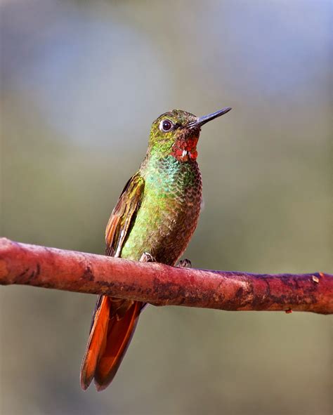 News from AGAMI image library - www.agami.nl: Birds from Brazil 2 ...