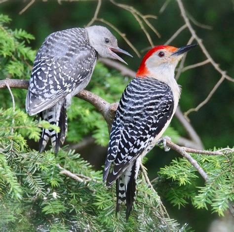 Male Red-bellied Woodpecker with its Adorable Young One | intoBirds