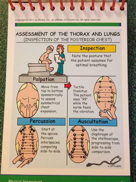 Lung assessment | Nurse, Health assessment nursing, Nursing school survival