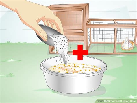 How to Feed Laying Hens: 11 Steps (with Pictures) - wikiHow