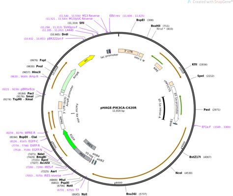 58 questions with answers in GENE MAPPING | Scientific method