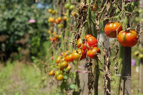 Tomato Diseases Picture Identification