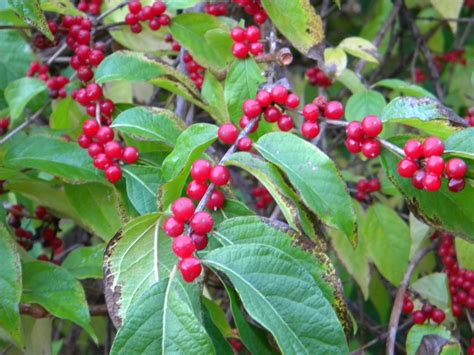 This shrub with the red berries is taking over, Harvey Cotten says - al.com