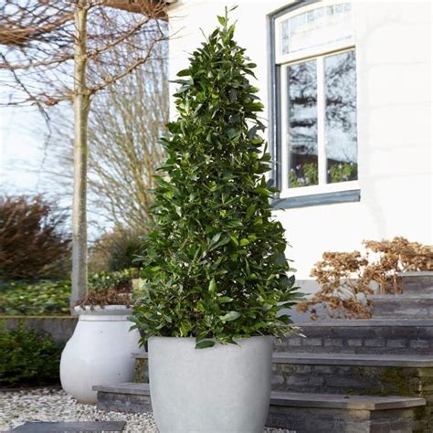 12 Best Types Of Topiary Trees And Shrubs