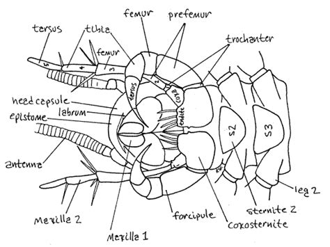 Centipede chilopoda - The Study of the Muscular System