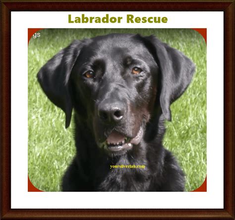 Silver Lab Rescue and Labrador Retriever Adoption in 2023