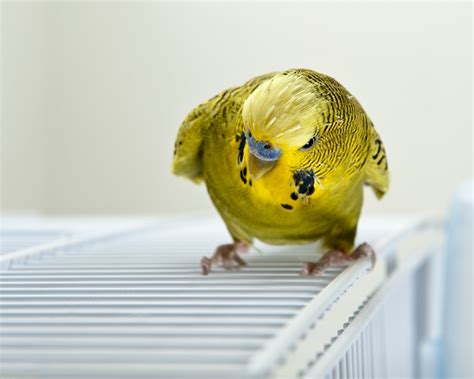 Angry Bird? Find Out Why | BeChewy