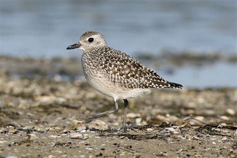 Harbour Update - posted 11/12/21 - Birds of Poole Harbour