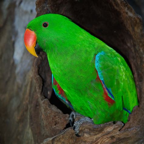 Natural History: Australian Parrots