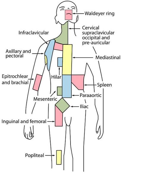 Lymph Nodes: Pictures, Location (Axillary, Cervical, Inguinal