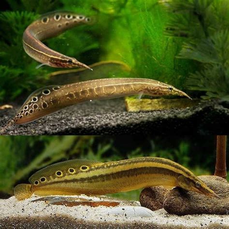 Peacock Eel - Size | Tank | Care | Food | Temperature | Lifespan - SeaFish