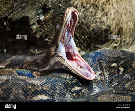 Snake, python, reticulated, mouth Stock Photo: 138436859 - Alamy