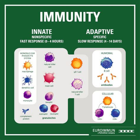 Adaptive Immune System Diagram