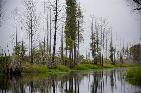 Okefenokee National Wildlife Refuge: A Visit to the Swamp