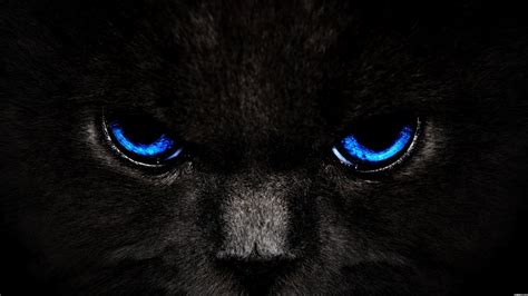 Animals Zoo Park: Black Cat Eyes Wallpapers, Blue Cat Eyes, Yellow Cat ...