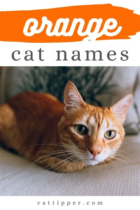 200+ Ginger Cat Names for Your New Orange Cat!