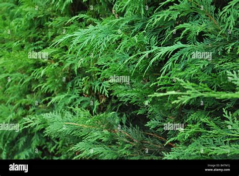 Leylandii hedge Stock Photo - Alamy