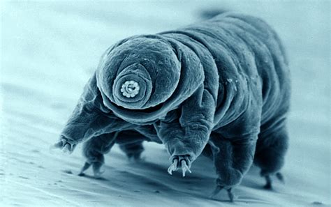 Earth’s Most Indestructible Creature Identified: Tardigrade ...