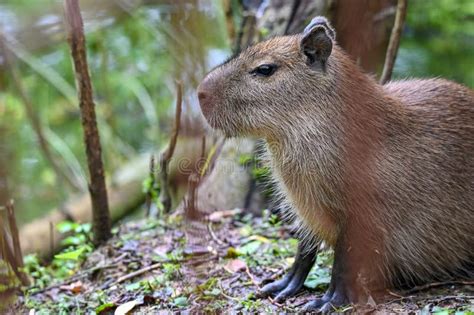 Capybara Running Photos - Free & Royalty-Free Stock Photos from Dreamstime