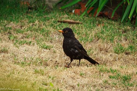 The Greatest of These is LOVE: Wild Bird Wednesday: Common Blackbird