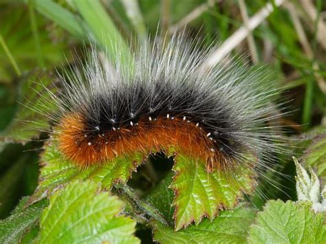 Other interesting caterpillar facts | Wildlife Insight