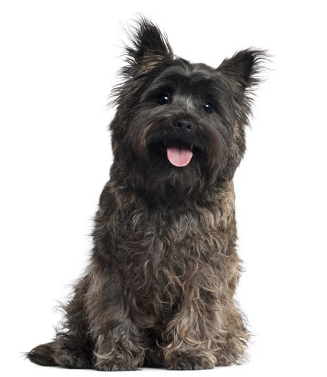 Cairn Terrier - Puppies, Rescue, Pictures, Information, Temperament ...