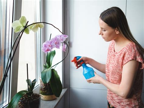 Watering Orchid Plants - Learn How And When To Water An Orchid ...