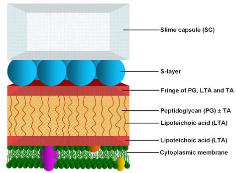 Bacterial Cell Envelope