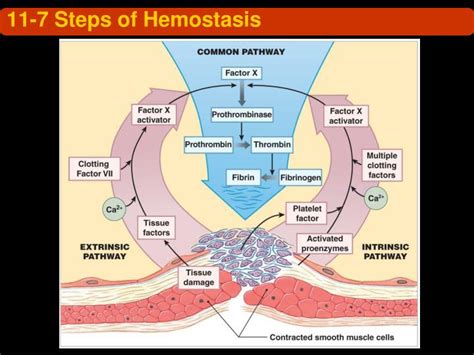 PPT - Chap. 11 Blood PowerPoint Presentation - ID:2745694