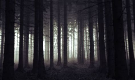 scary-woods-at-night-scary-woods-photo-dark-woods-mysterious ...