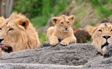 Lion Family Wallpapers - Wallpaper Cave