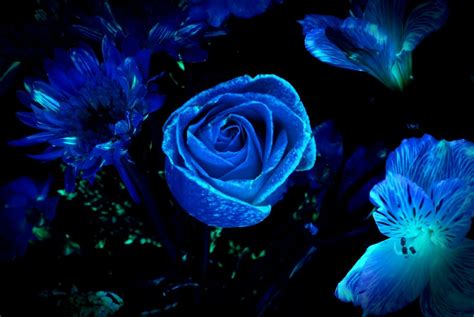 Pin by Addie on blue, green and black #274 | Glowing flowers, Blue ...