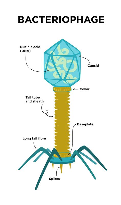 Viruses Are Both The Villains And Heroes Of Life As We Know It - UMBC ...