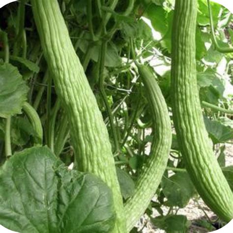 Cucumber; Armenian – Great American Seed Up