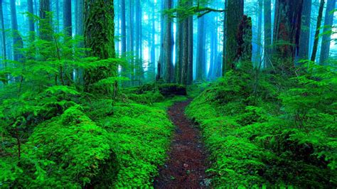 Green Forest Wallpapers - 4k, HD Green Forest Backgrounds on WallpaperBat