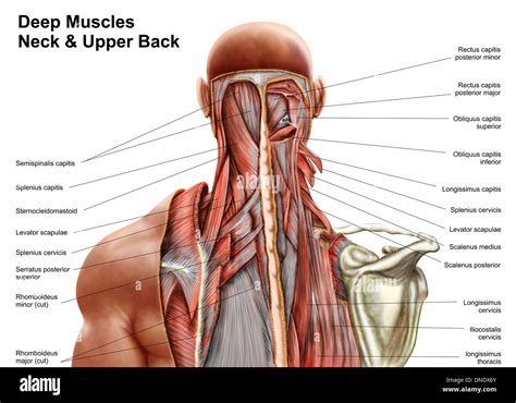 Human anatomy showing deep muscles in the neck and upper back Stock ...