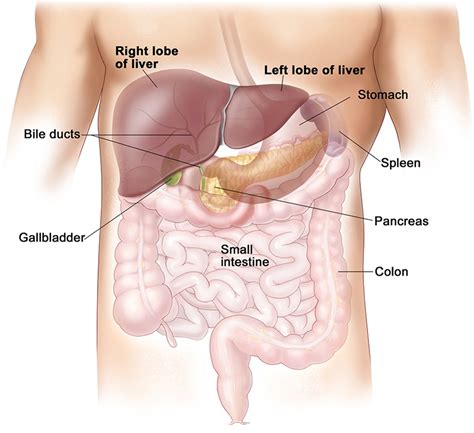 AST SGOT Blood Test - Normal Range, Causes of High AST