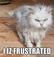 Image result for frustrated meme | Cats, Funny cat pictures, Funny cats