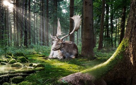 Irish elk (Megaloceros giganteus) | DinoAnimals.com