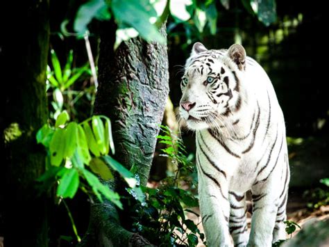 White Tiger Habitat Map