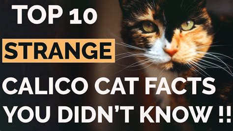 Top 10 Calico Cat Facts That Will Amaze You !! | Calico Cat Personality ...