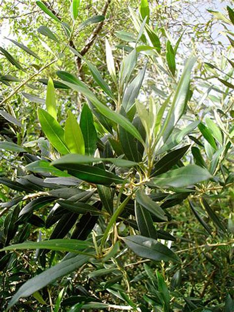 The Wild Olive - Olea europaea sbsp africana