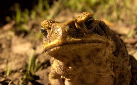 New weapon against cane toads | Science Illustrated