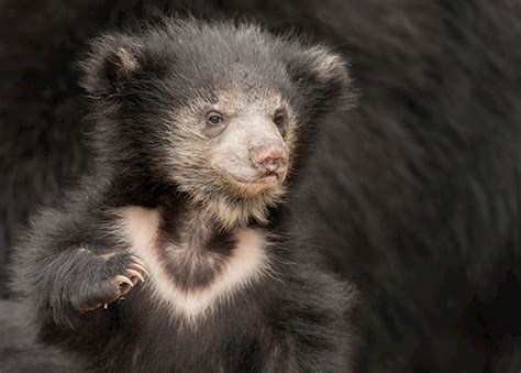 Tigers & sloth bears: unusual wildlife experiences in central India ...